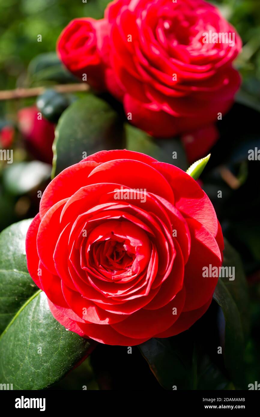 Zwei rote Kamelienblüten in voller Blüte Stockfoto