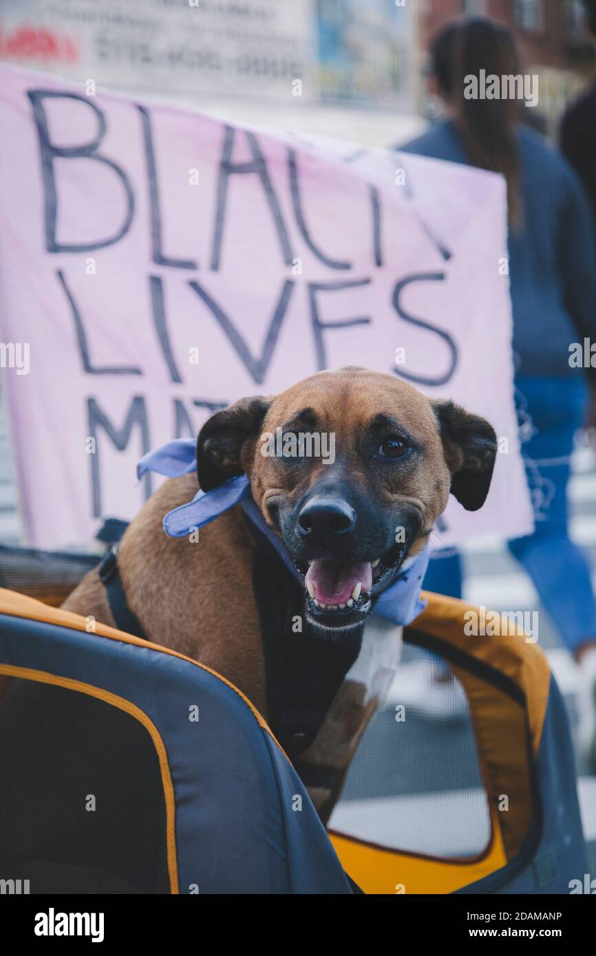Hund und Schwarze Leben Materie Zeichen während der Feier des designierten Präsidenten Joe Biden, Brooklyn, New York, USA Stockfoto