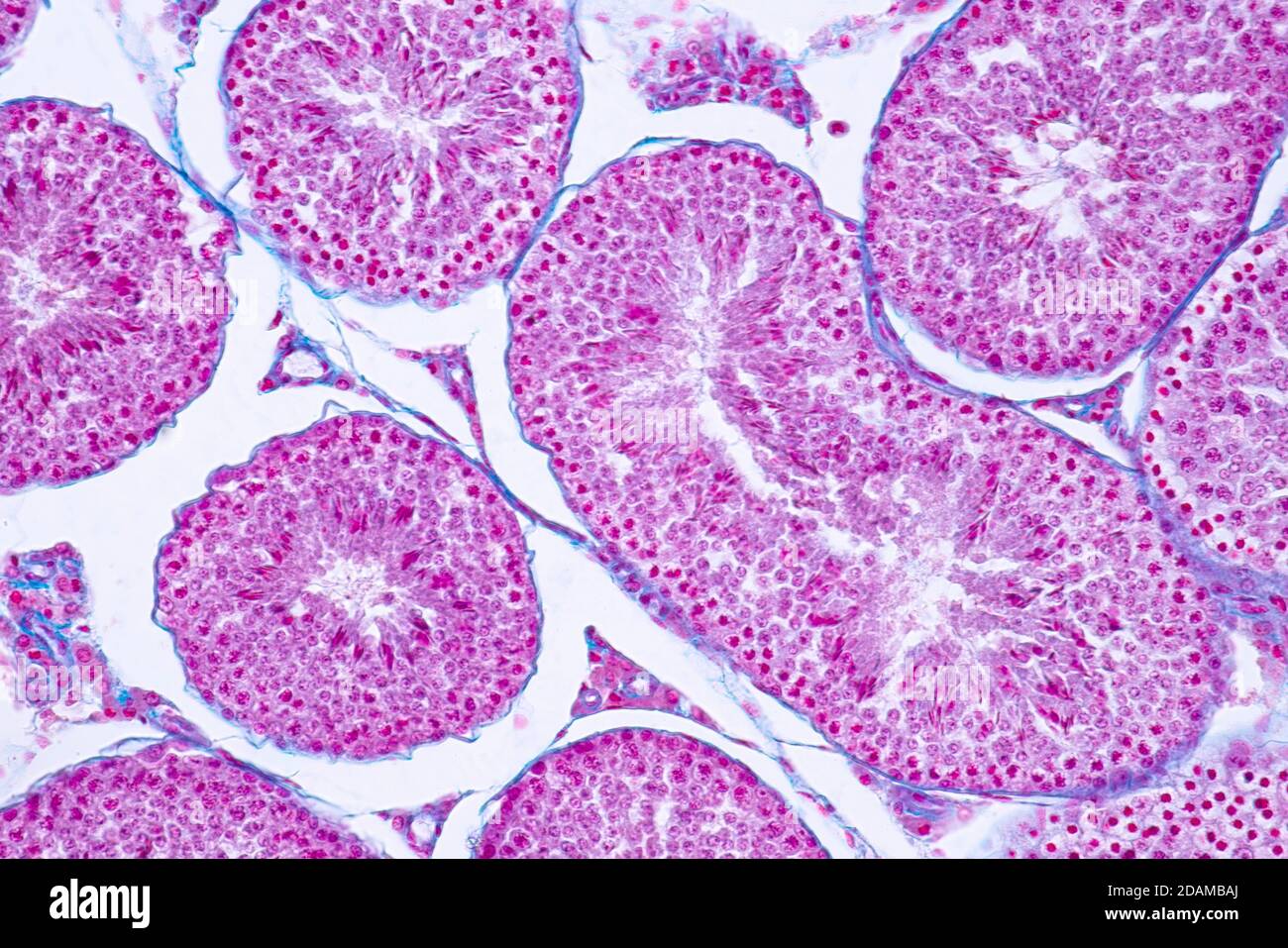 Humaner Hoden, leichte Mikrograph. Stockfoto