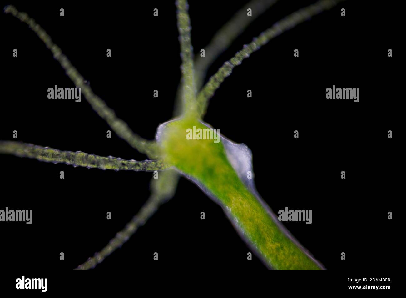 Hydra, leichte Mikrograph. Hydra sind kleine Süßwassertiere des Stammes Cnidaria und der Klasse Hydrozoa. Stockfoto