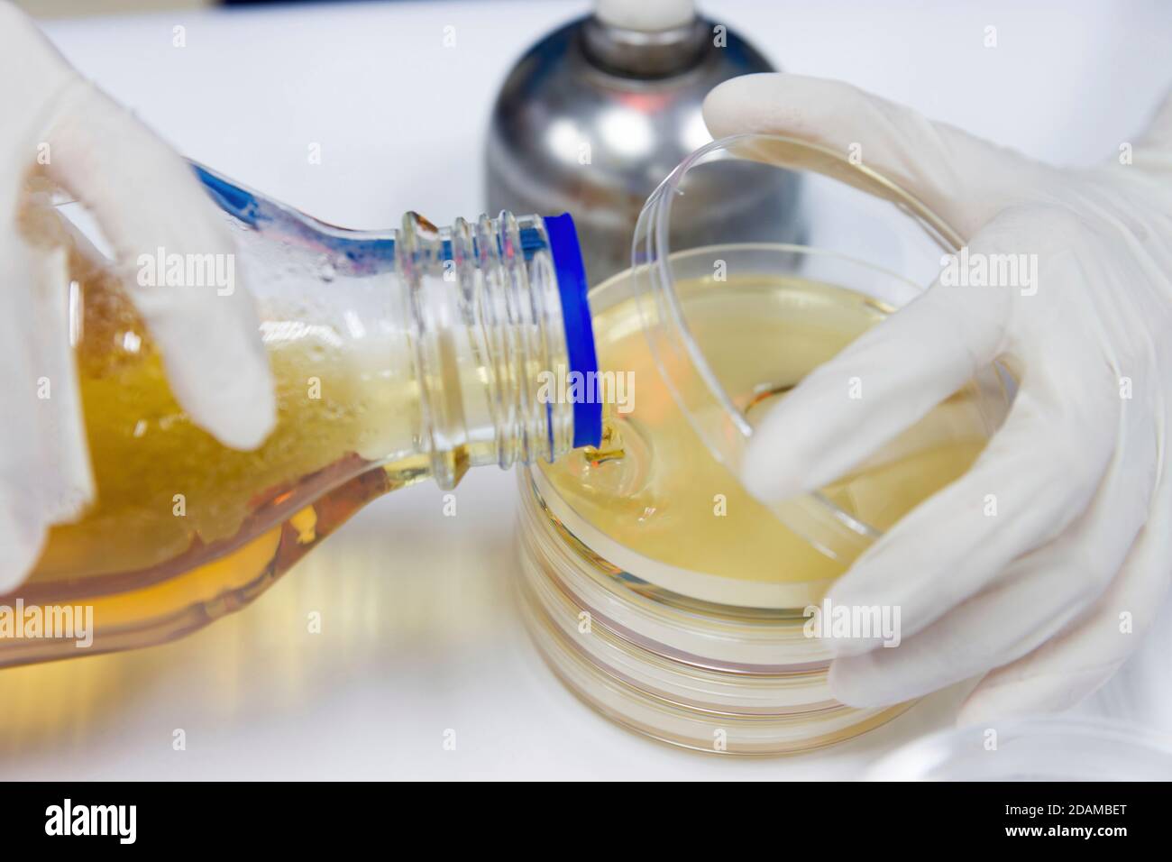 Gießen Platte Methode der Beschichtung einer mikrobiologischen Kultur. Stockfoto