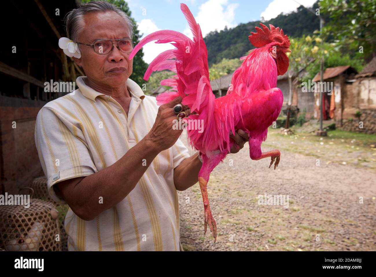Cockfighting Stockfotos Und Bilder Kaufen Alamy