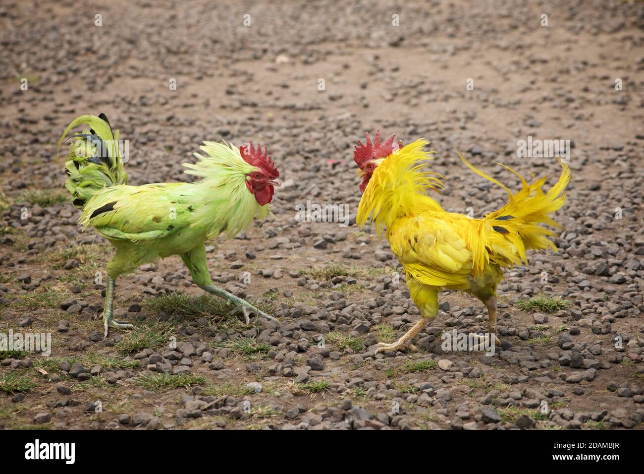 Cockfighting Stockfotos Und Bilder Kaufen Alamy