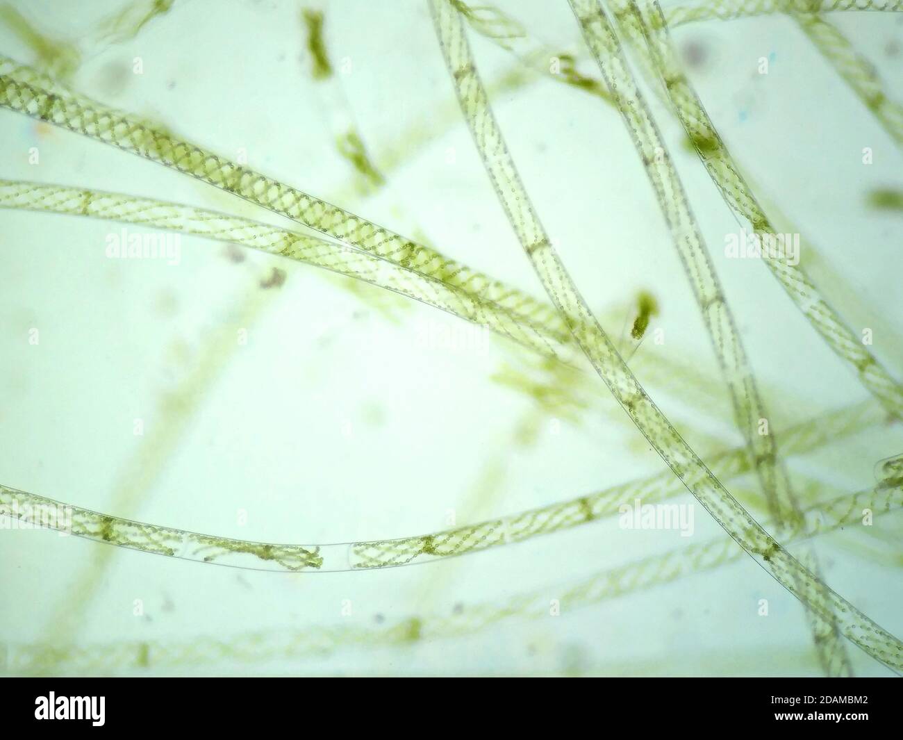 Filamentalgen, leichte Mikrograph. Filamentalgen sind einzelne Algenzellen, die lange sichtbare Ketten, Fäden oder Filamente bilden. Stockfoto