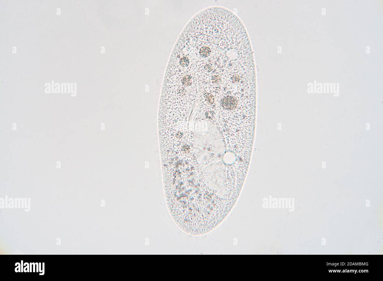 Paramecium, leichte Mikrograph. Paramecium ist eine Gattung von einzelligen ciliierten Protozoen. Sie sind in Süßwasser, Brackwasser und Meeresumwelt weit verbreitet Stockfoto