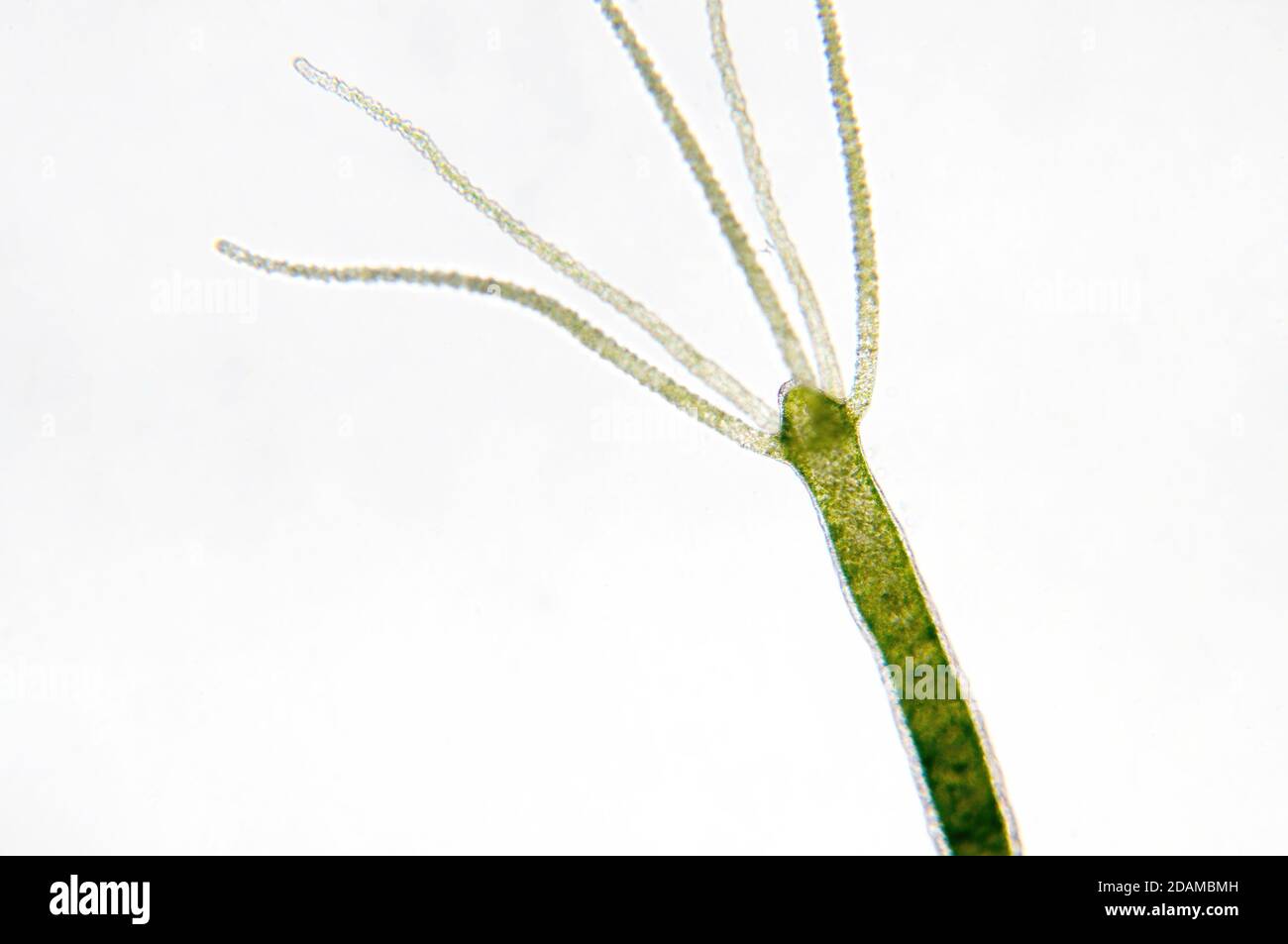 Hydra, leichte Mikrograph. Hydra sind kleine Süßwassertiere des Stammes Cnidaria und der Klasse Hydrozoa. Stockfoto