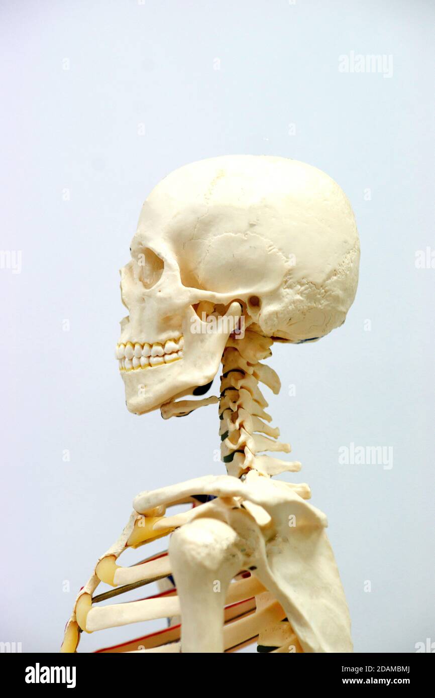 Menschliches Skelett Anatomie Modell. Stockfoto