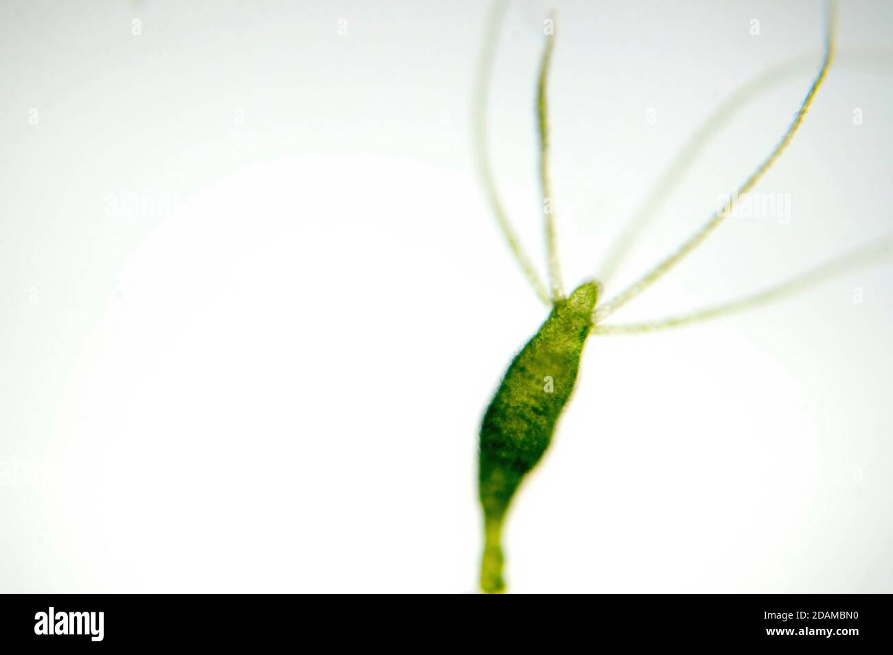 Hydra, leichte Mikrograph. Hydra sind kleine Süßwassertiere des Stammes Cnidaria und der Klasse Hydrozoa. Stockfoto