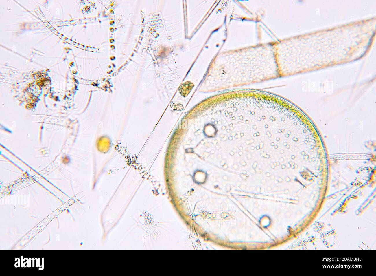 Marine Plankton, leichte Mikrograph. Stockfoto