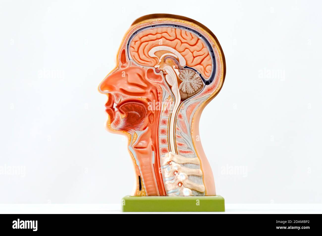 Anatomiemodell des menschlichen Kopfes. Stockfoto