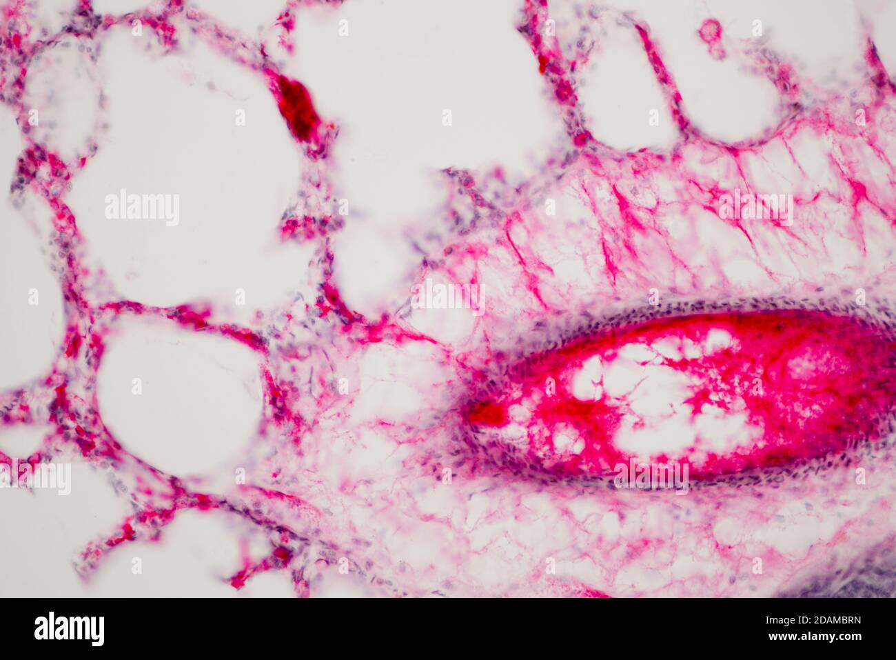 Menschliches Lungengewebe, leichte Mikrograph. Lungen sind die primären