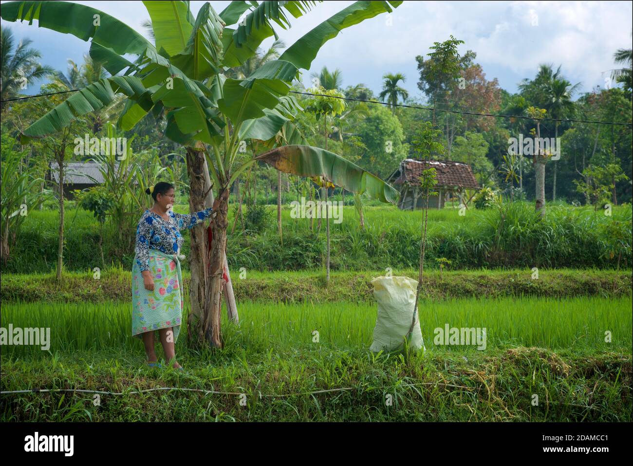 Indonesierin in ihrem Reisfeld, Tetebatu, Lombok, Nusa Tenggara, Indonesien Stockfoto