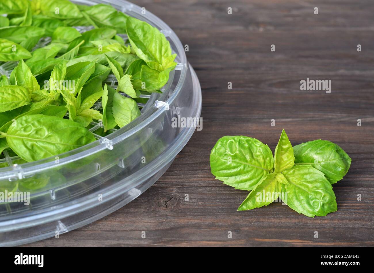 Frisches grünes Basilikum, das in einem Konvektionsdehydrator getrocknet werden kann. Methode der Konservierung von Lebensmitteln. Stockfoto