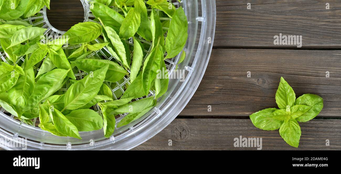 Frisches grünes Basilikum auf einem Lebensmittel-Entfeuchter-Tablett auf einem Holztisch mit Kopierplatz, Draufsicht. Methode zur Konservierung von Lebensmitteln. Stockfoto