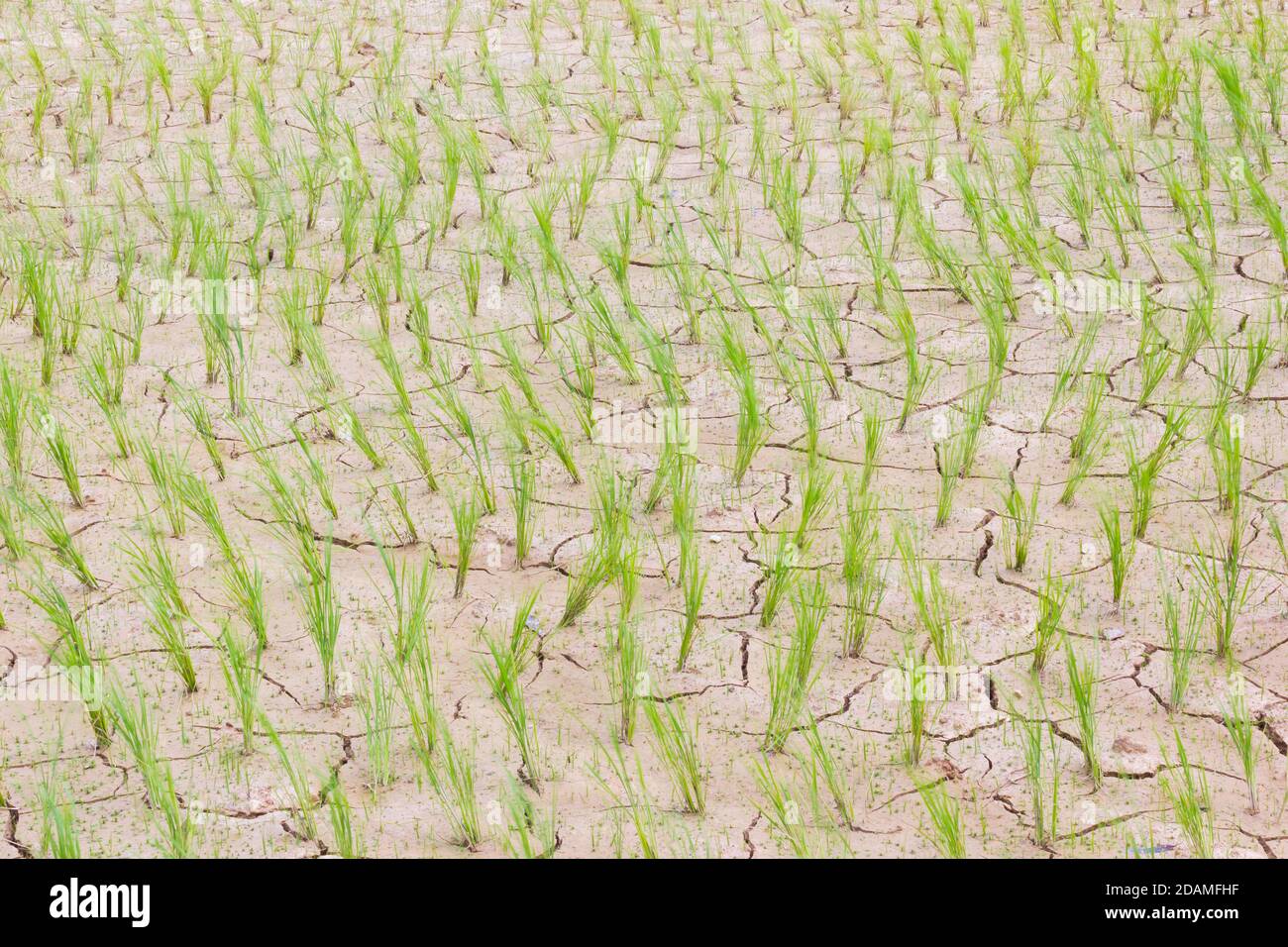 Horizontales Foto des sterbenden jungen grünen Reises auf dem Rissfeld. Stockfoto