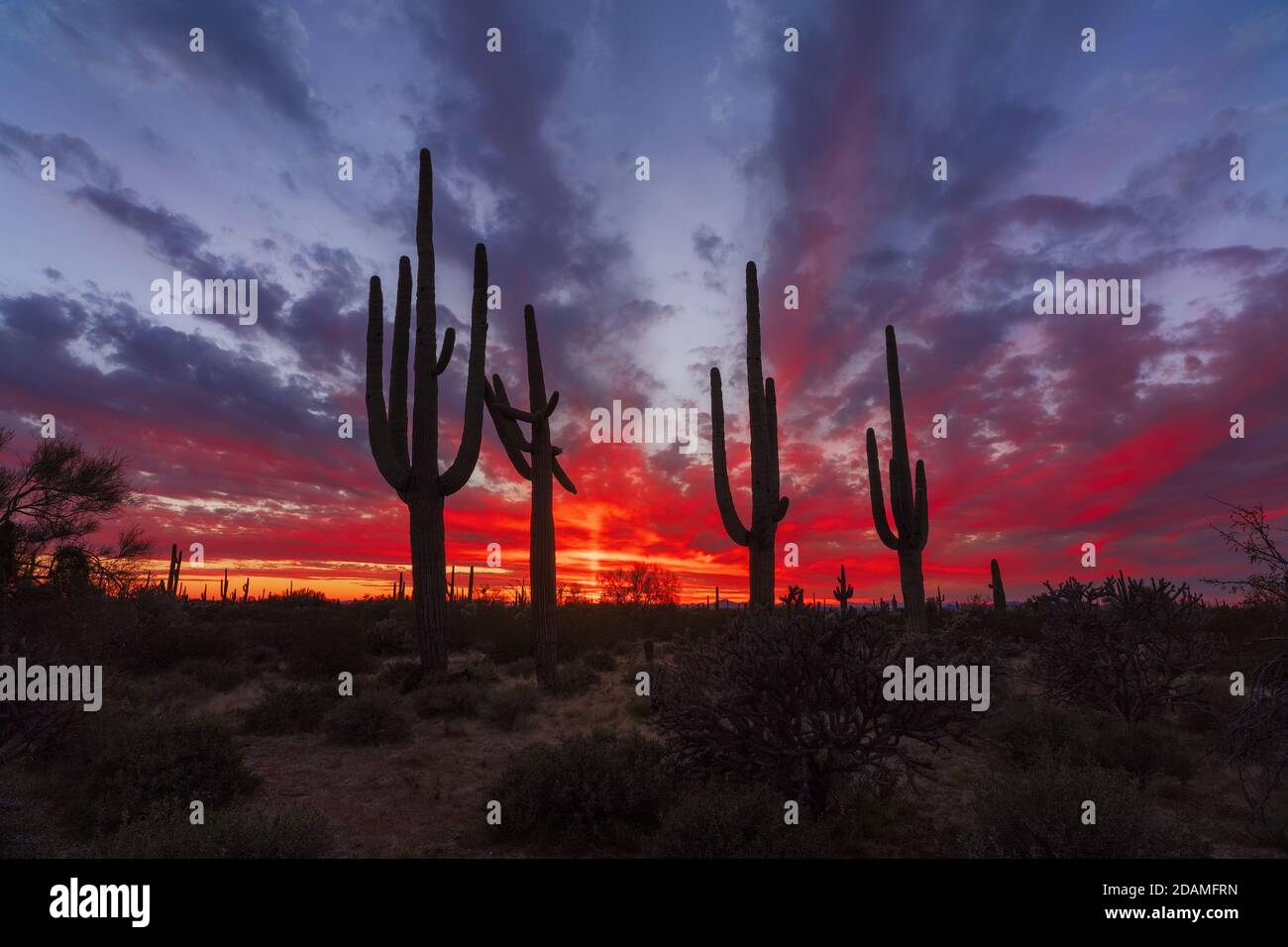 Malerische Wüstenlandschaft bei Sonnenuntergang mit Saguaro Cactus Silhouetten in der Nähe von Phoenix, Arizona. Stockfoto