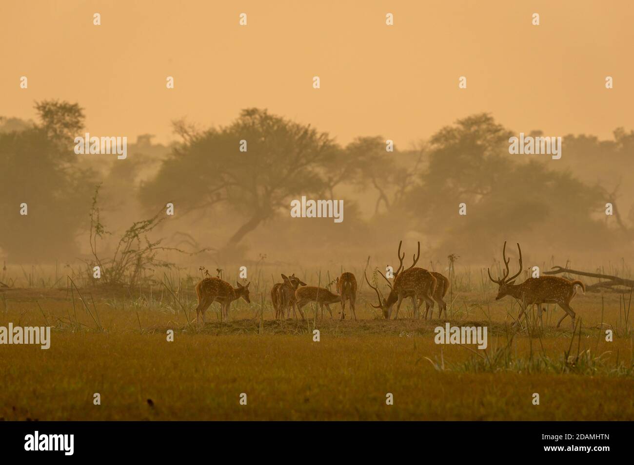 Gefleckte Hirsche oder Chital oder Cheetal oder Achse Herde In der goldenen Stunde Sonnenuntergang Licht in der schönen Landschaft von keoladeo ghana Nationalpark oder bharatpur Stockfoto