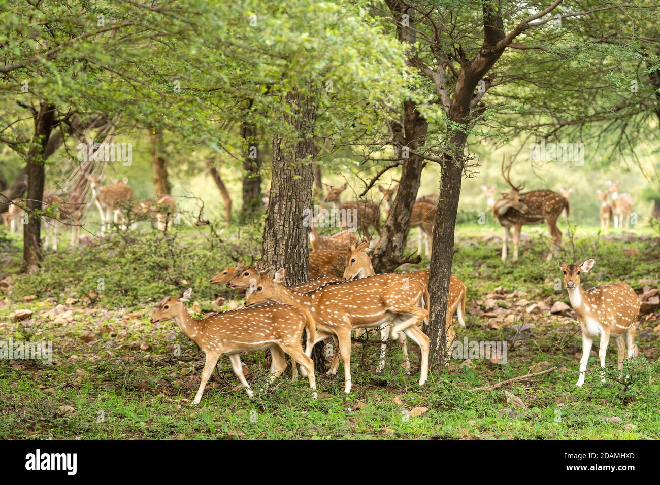 Alert Spotted Hirsch oder Chital oder Achse Herde in Monsun grün bei ranthambore Nationalpark oder Waldreservat Rajasthan Indien Stockfoto