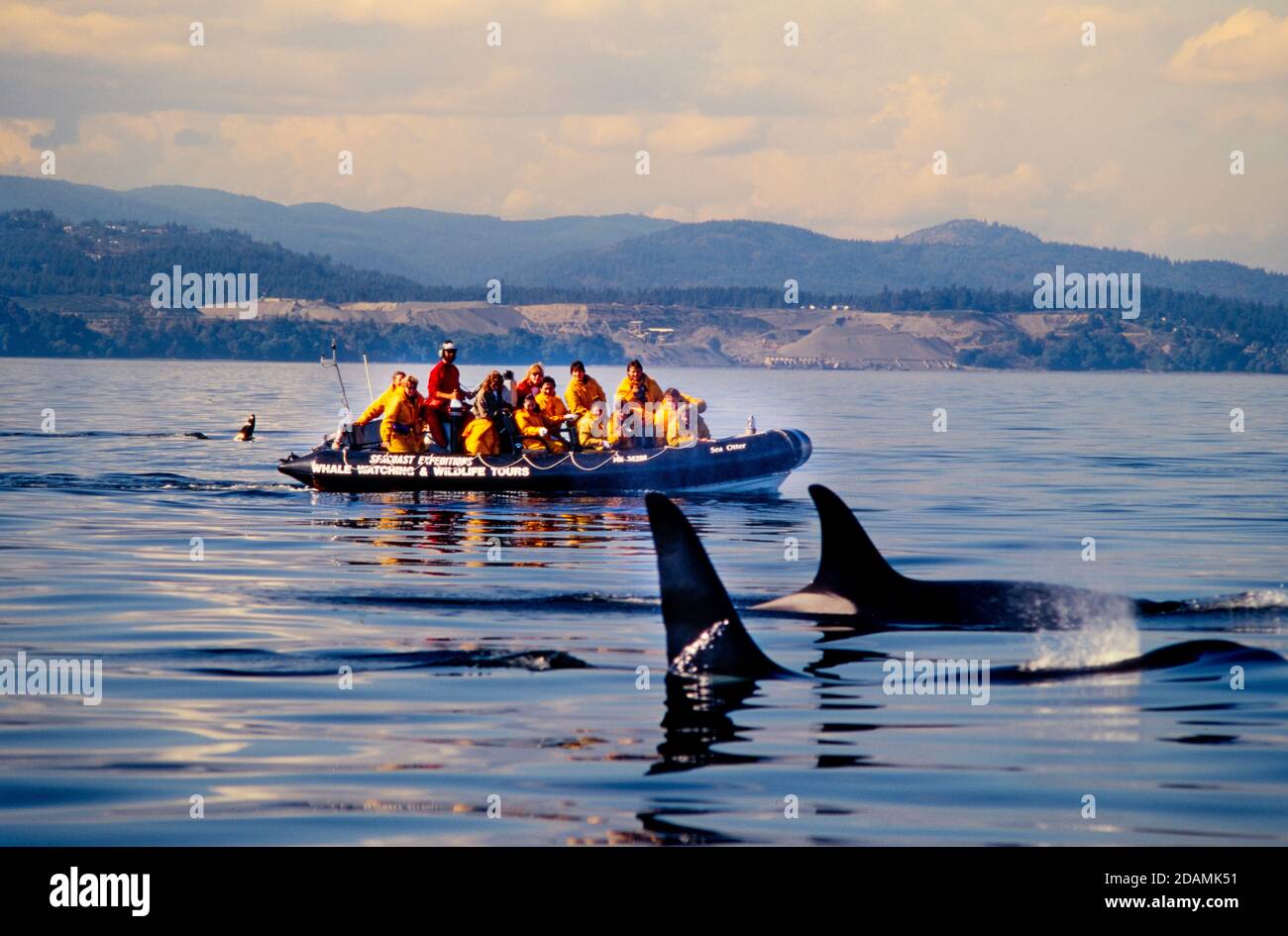 Orcas - 'Killer Whales' werden von Walbeobachtungsbooten vor der Küste von Vancouver, B.C., beschattet Stockfoto