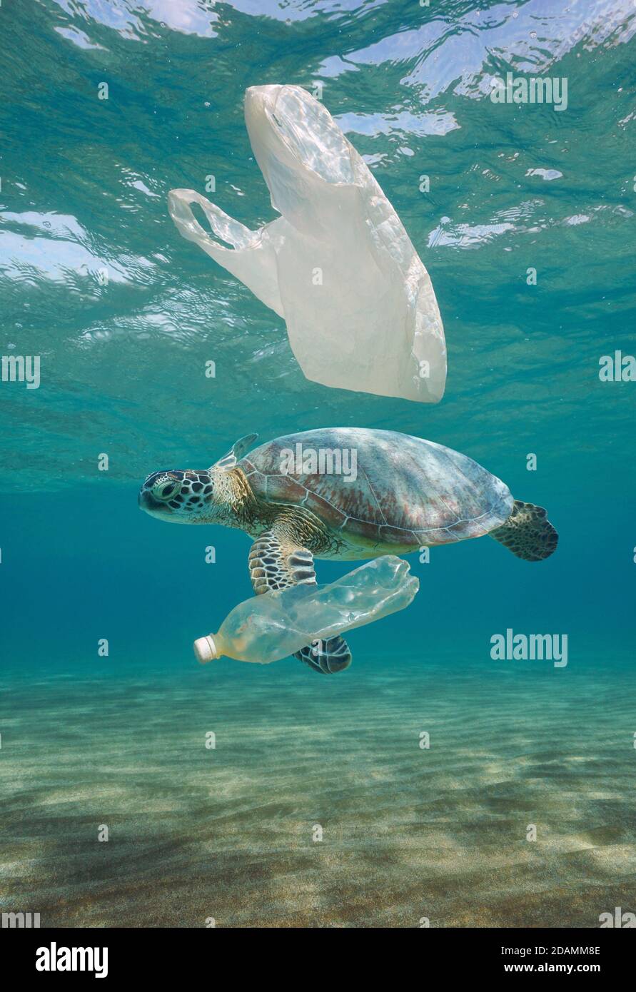Plastikmüll Verschmutzung unter Wasser, eine Meeresschildkröte mit Plastiktüte und Flasche im Meer Stockfoto
