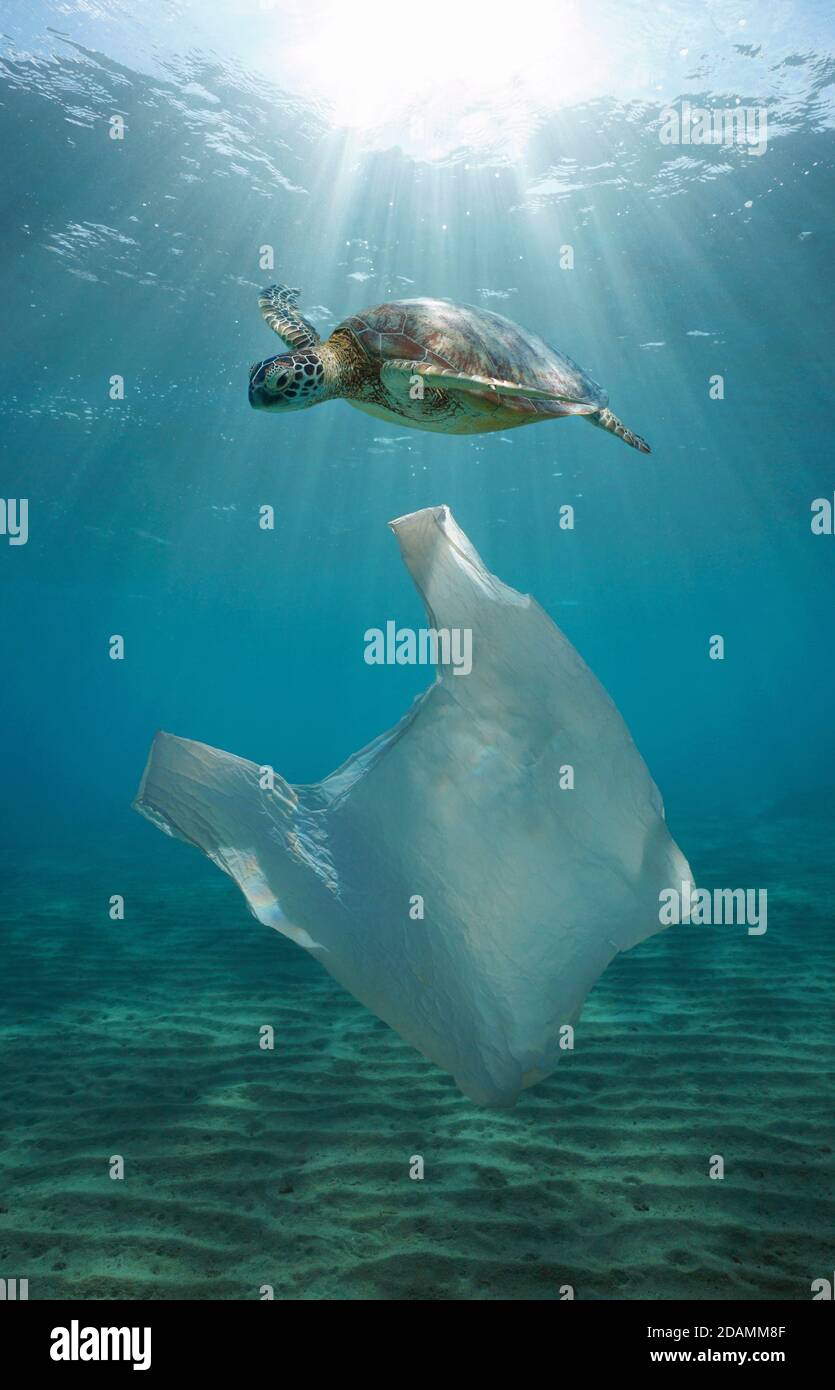 Plastikverschmutzung unter Wasser, eine Plastiktüte mit einer Meeresschildkröte und Sonnenlicht von der Wasseroberfläche Stockfoto