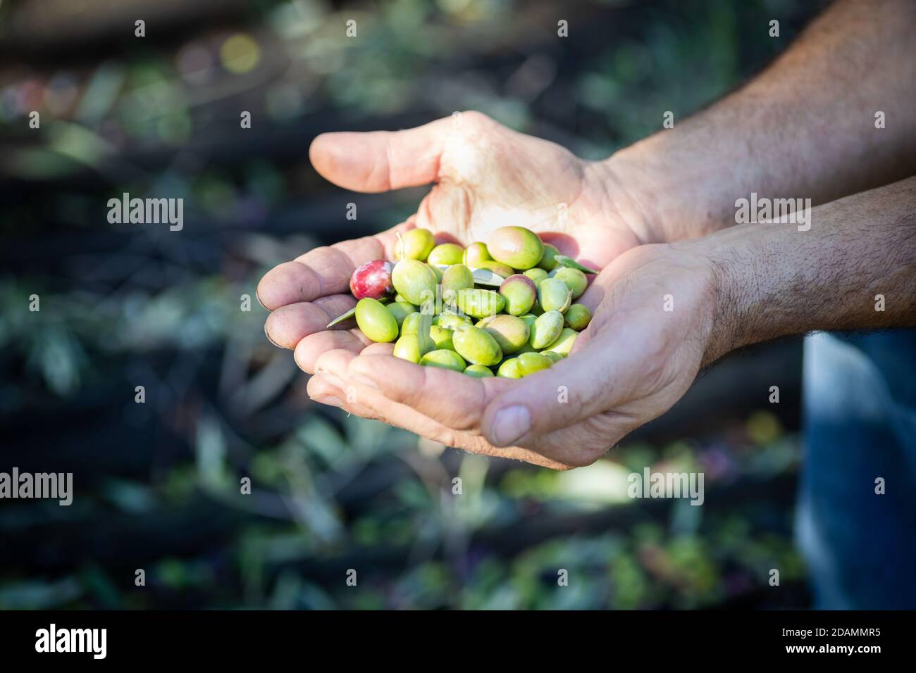 Grüne Oliven in der hand Stockfoto