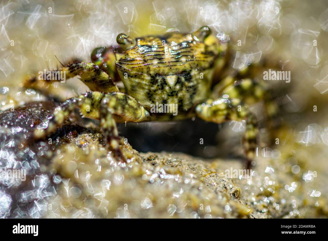 Ein Makrobild einer kleinen Strandkrabbe, die herumläuft In einem kleinen Wasserbecken bei Ebbe Stockfoto