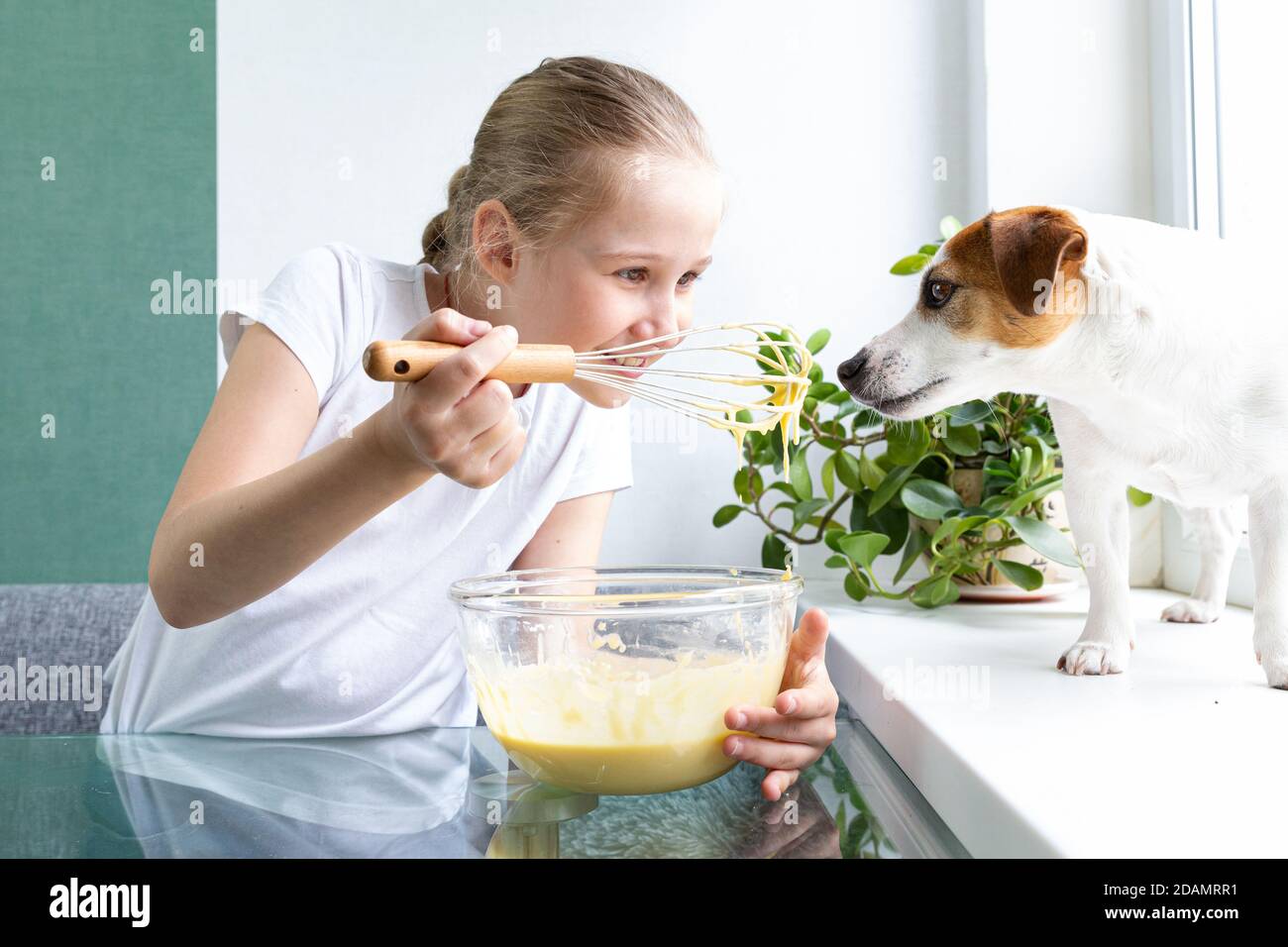 Ein Mädchen in einem weißen T-Shirt behandelt Jack Russells Hund mit Whiskey-Teig aus einem Schneebesen. Hungriger Hund. Für einen Freund, nichts dagegen. Kochen zu Hause. Stockfoto