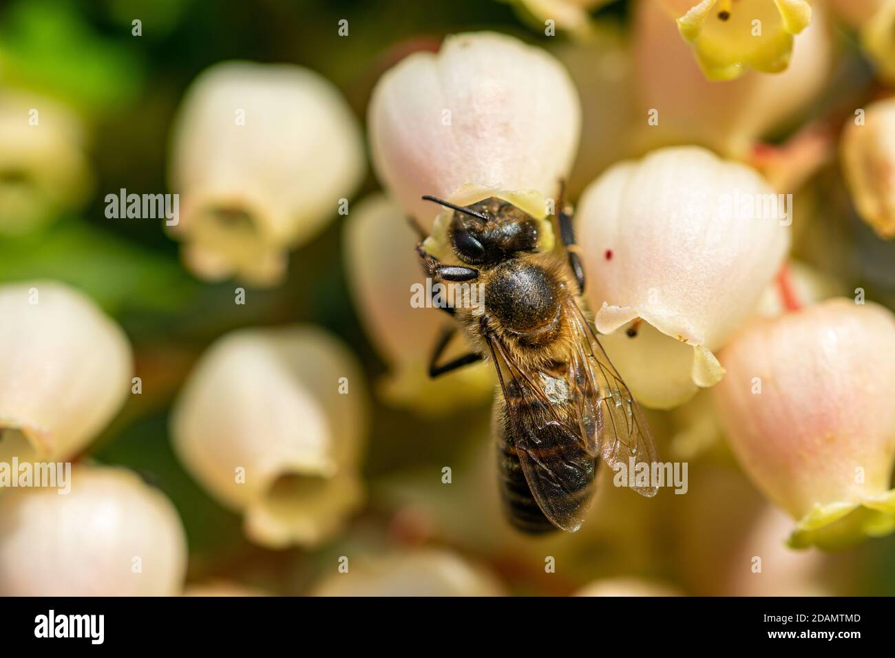 Ein Makrobild einer Honigbiene auf der Suche nach Pollen Aus einer Auswahl von blühenden Blumen Stockfoto