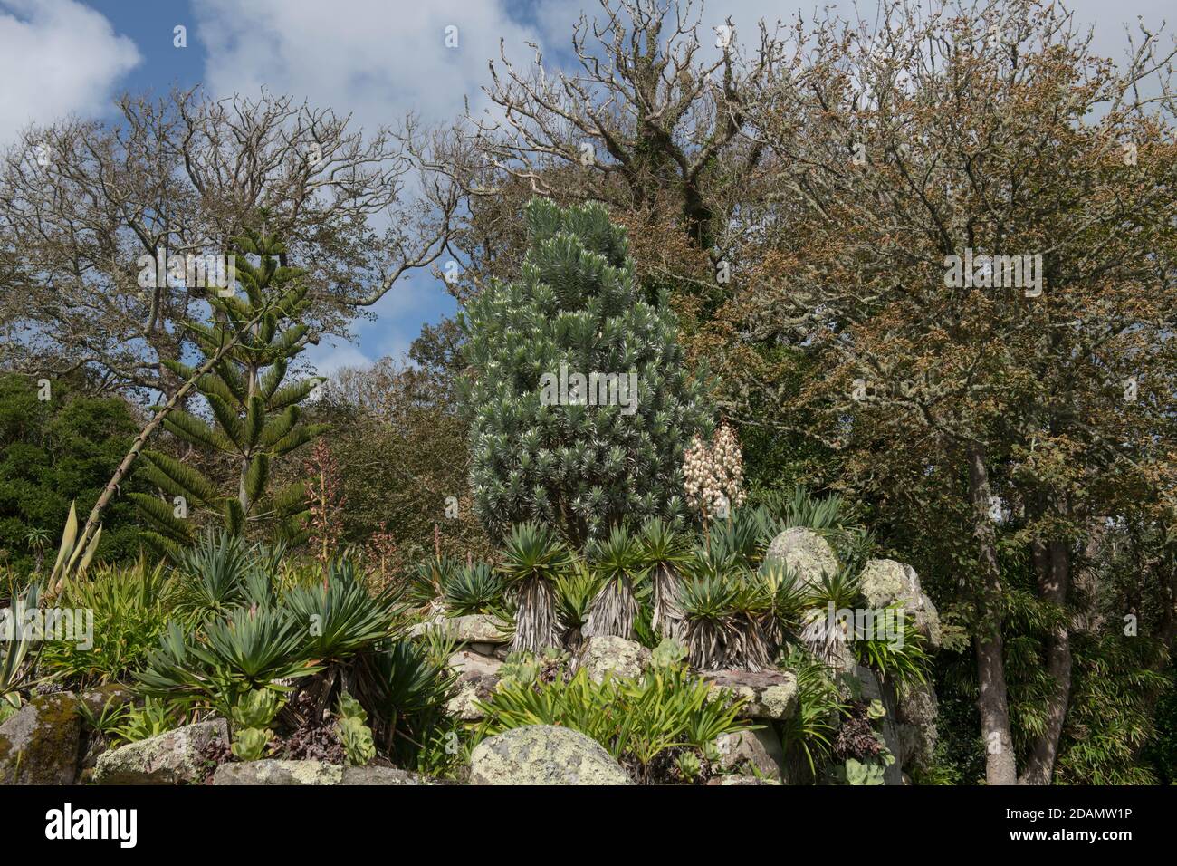 Steingarten mit Silberbaum, blühende Yucca-Pflanze, Norfolk Island Pine und Succulent Palms auf der Insel Tresco auf den Inseln von Scilly, England Stockfoto