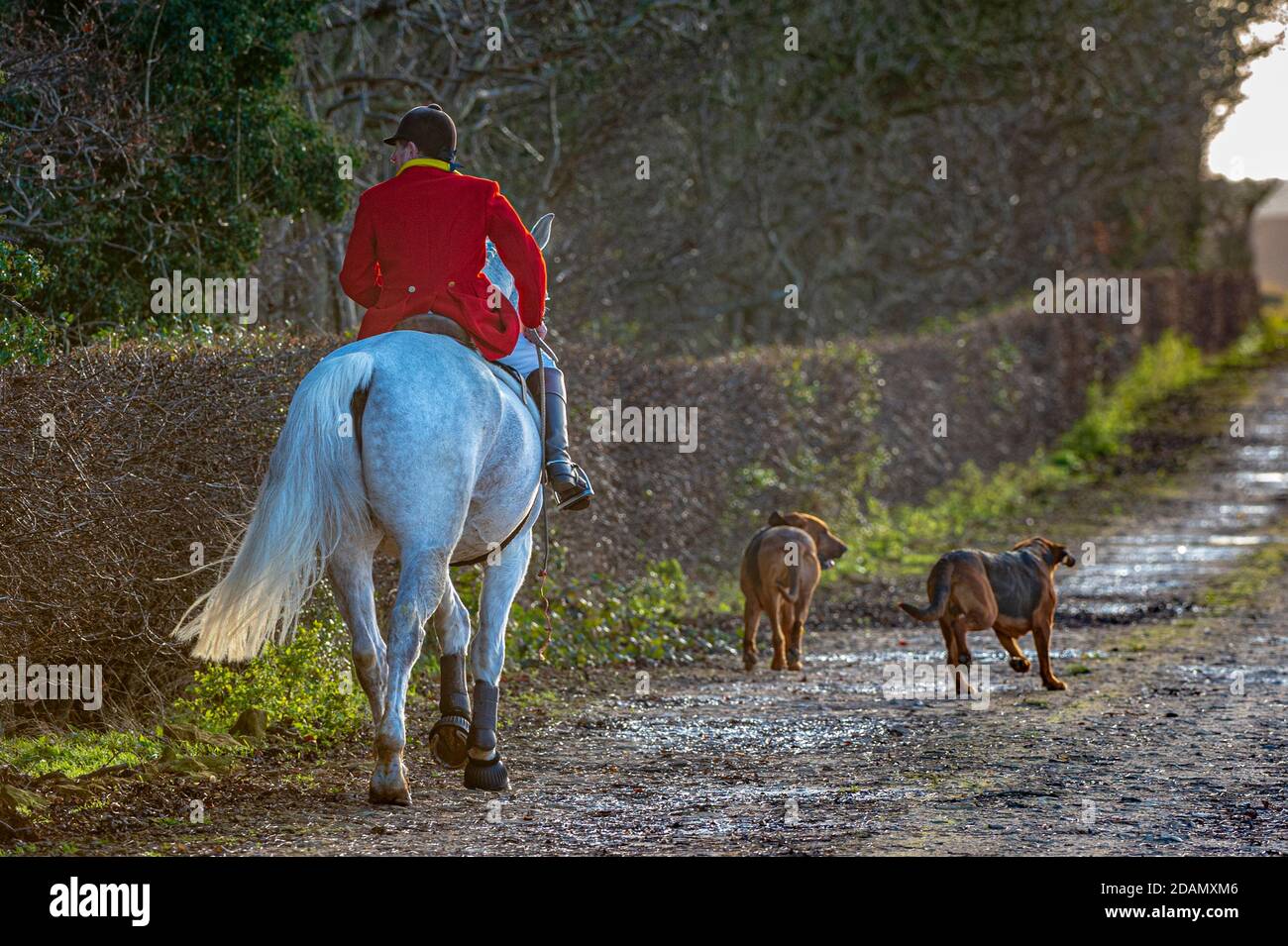 Cranwell Bloodhounds, Lincolnshire. Der Whipper in mit ein paar der Hunde in voller Jagd-Outfit mit roter Jacke gekleidet Stockfoto