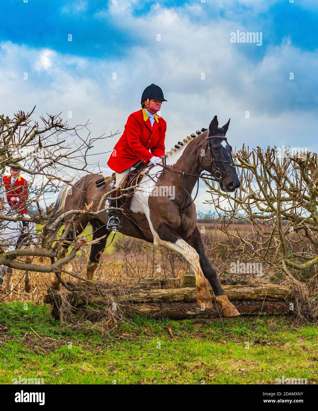 Cranwell Bloodhounds, Lincolnshire. Die Whipper in, eine Dame, jagen die Hunde springen über eine Hecke in voller Jagd Outfit mit einer roten Jacke gekleidet Stockfoto