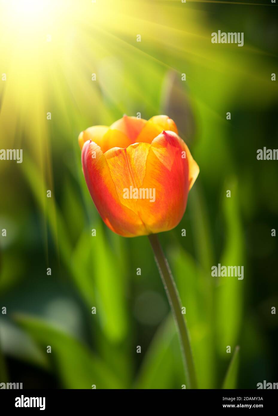 Rote Tulpe an einem sonnigen Tag im Garten Stockfoto