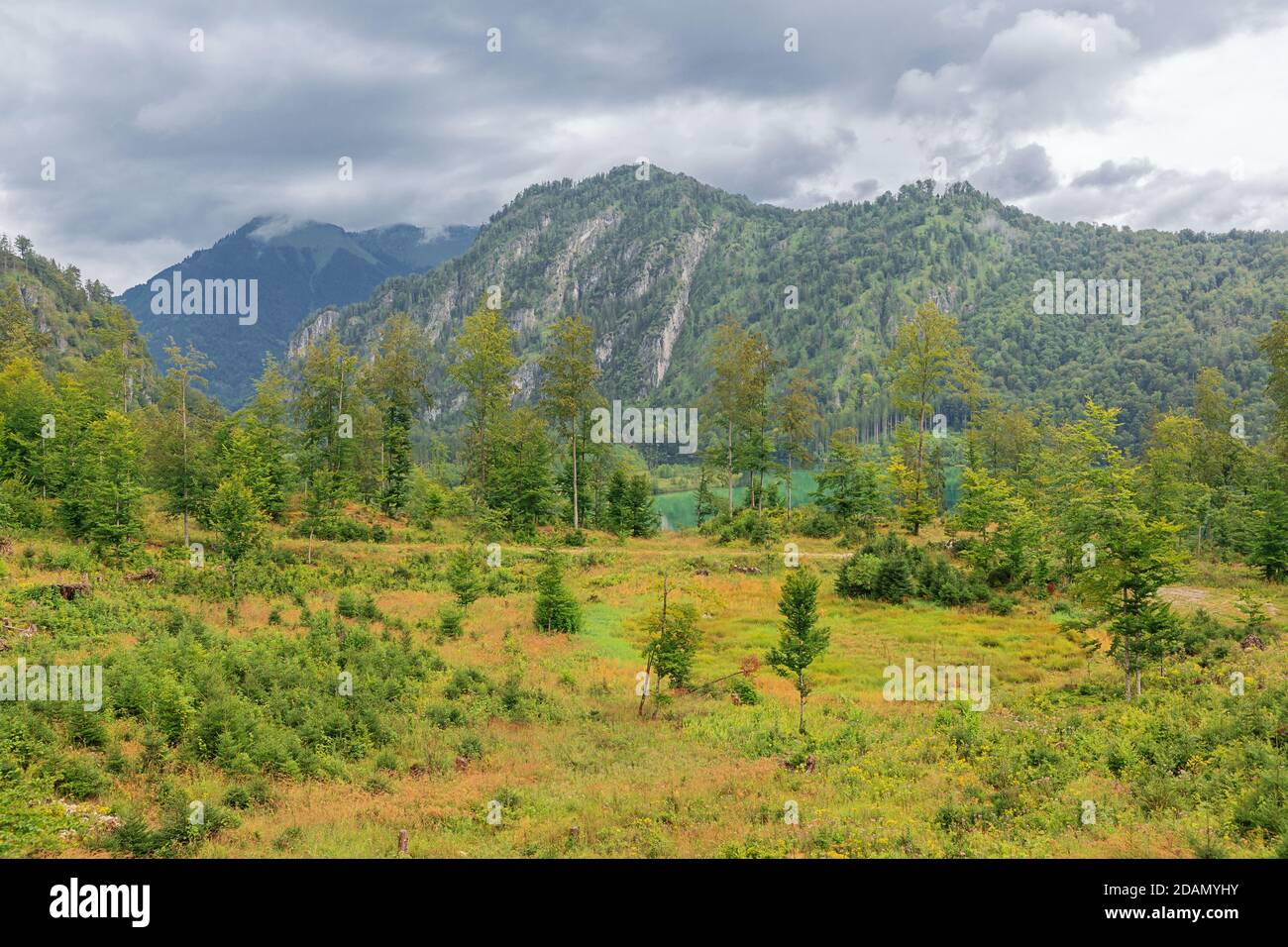 Blick auf den Almsee durch Bäume, Spaziergang zum Ameisstein Stockfoto