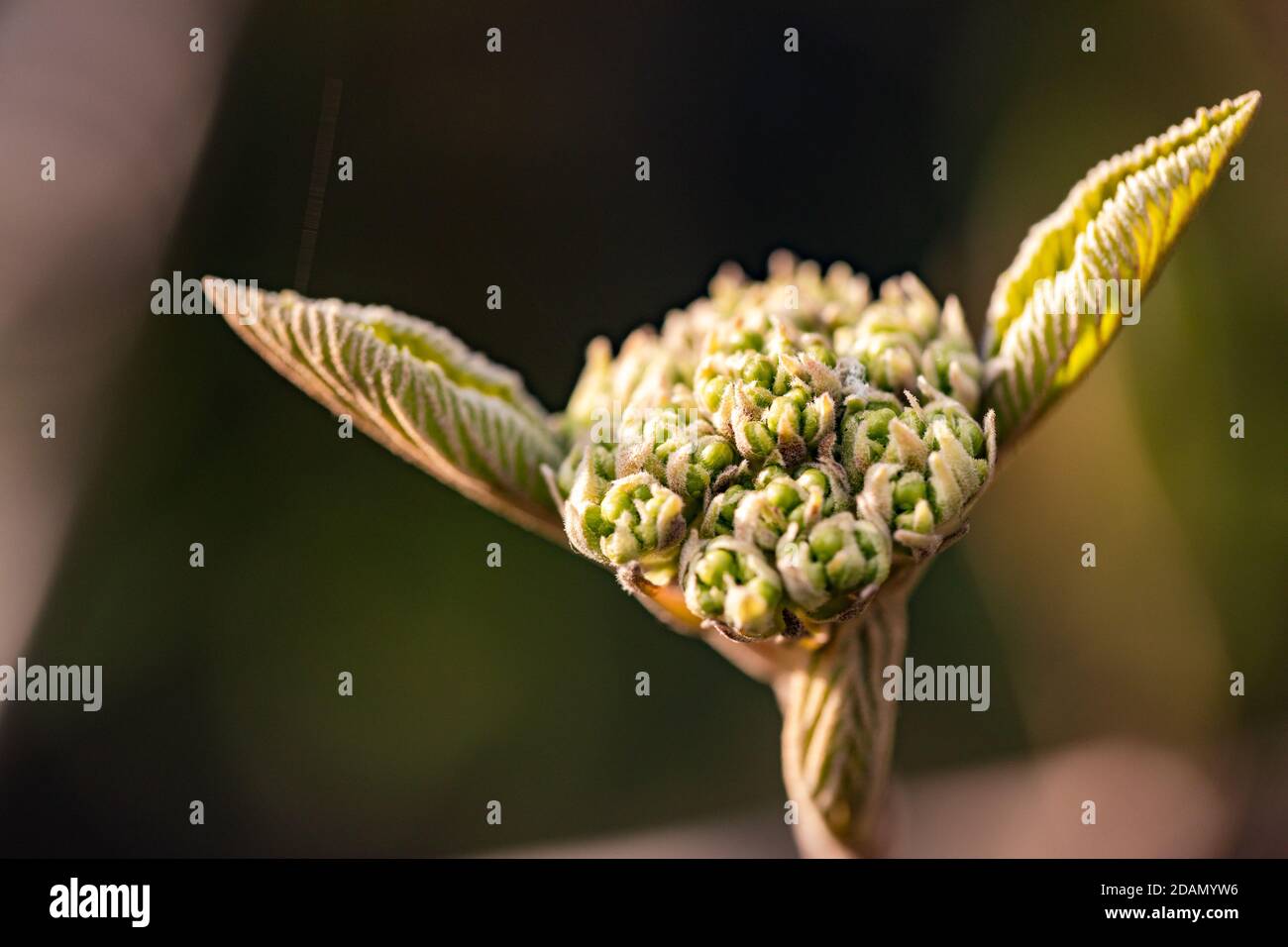 Die erwachende Natur im Frühling bildet einen Avatar für die Großer Meister Yoda Stockfoto