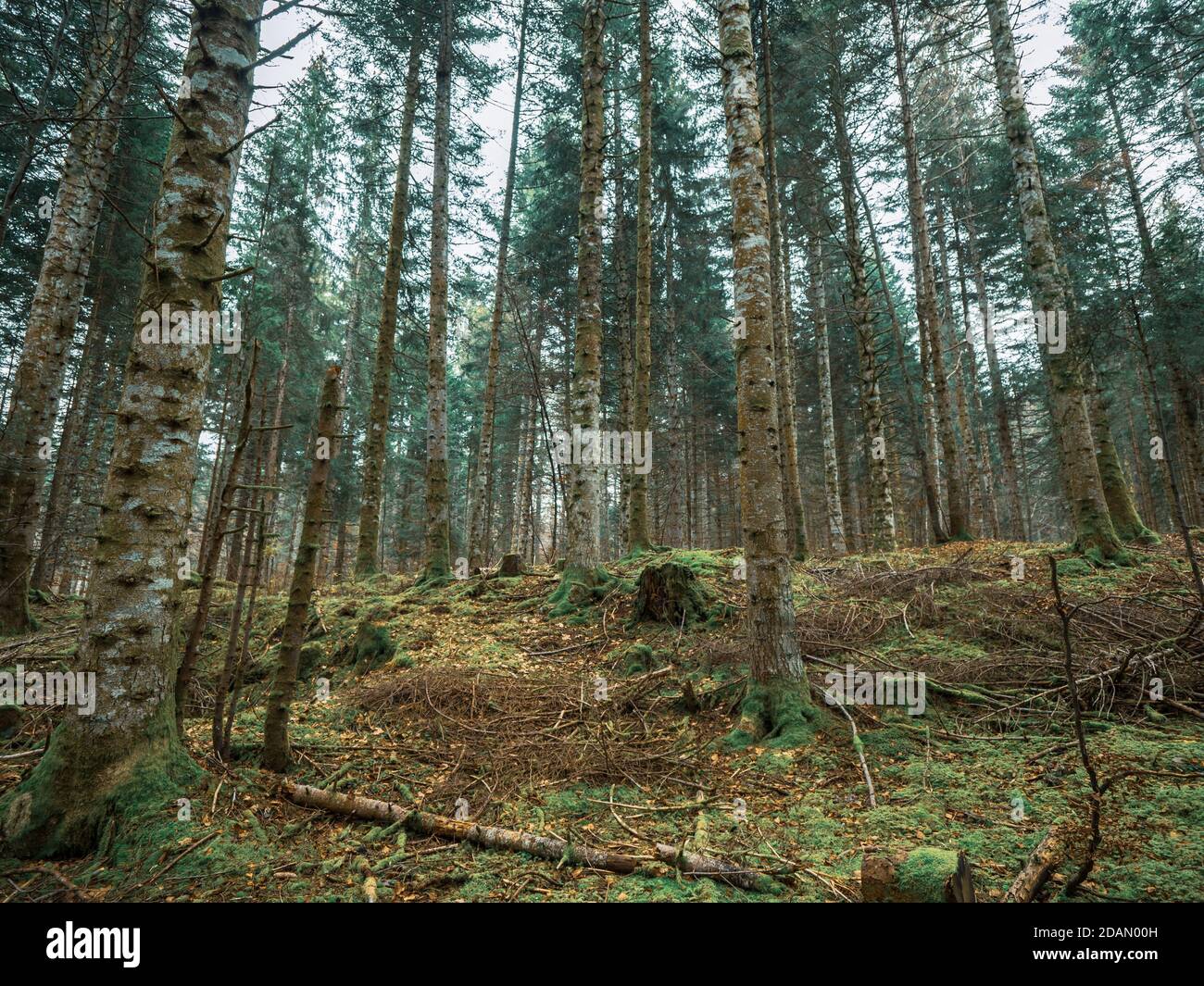 Moos bedeckte Äste, Wurzeln und Bäume in einem Schweizer Alpenwald. Das Moos bedeckt den Boden und den Wald, während Herbstblätter den Waldboden bedecken. Stockfoto