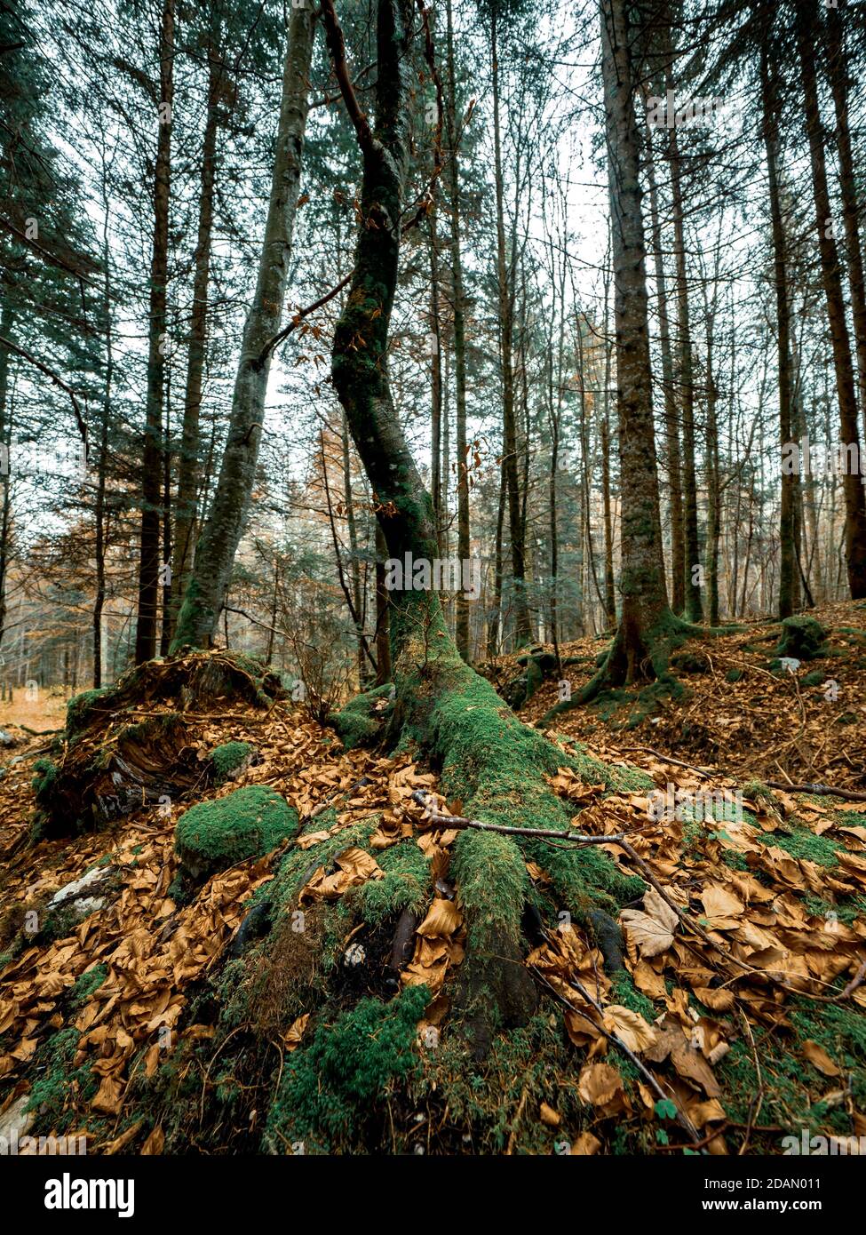 Moos bedeckte Äste, Wurzeln und Bäume in einem Schweizer Alpenwald. Das Moos bedeckt den Boden und den Wald, während Herbstblätter den Waldboden bedecken. Stockfoto
