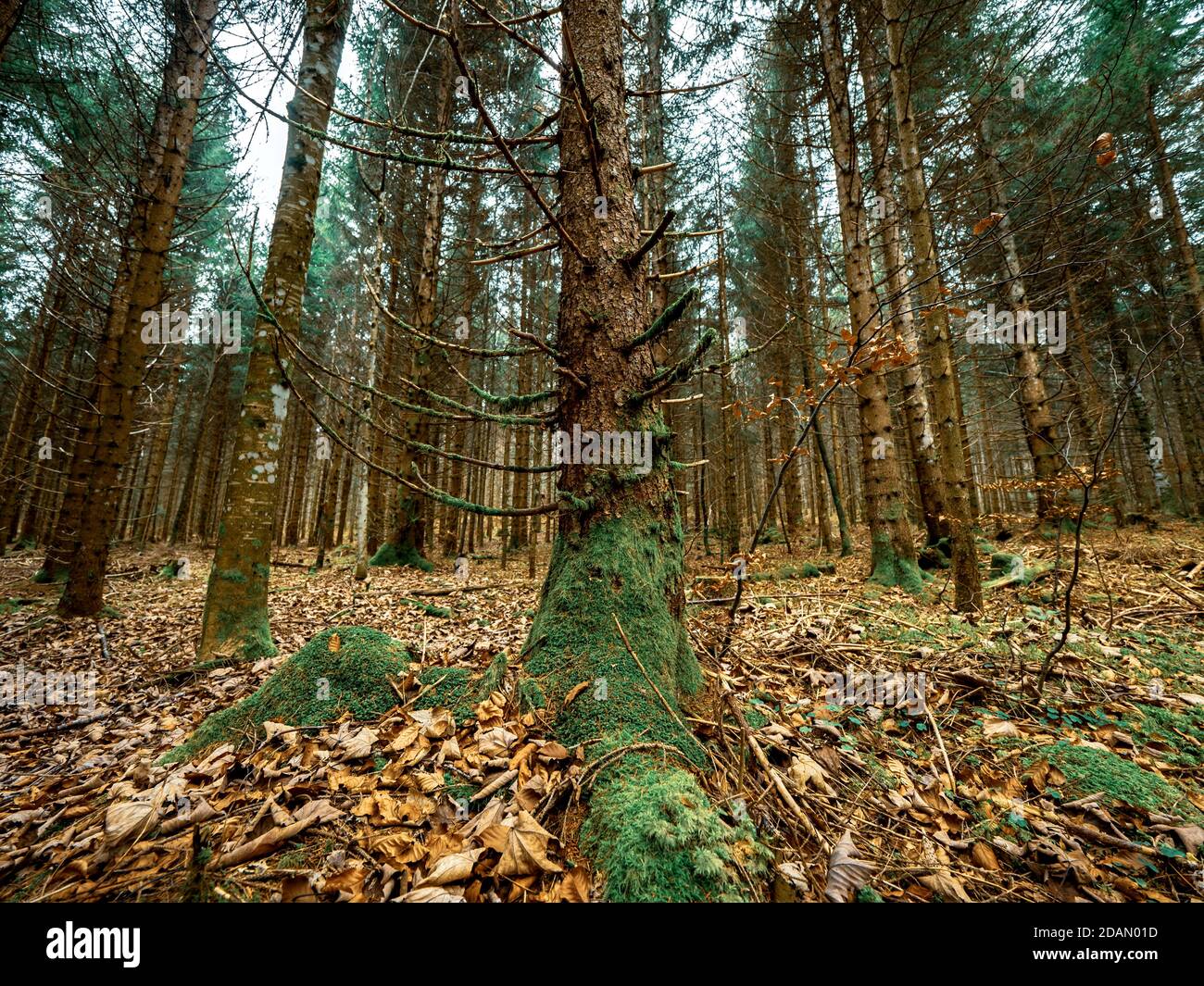 Moos bedeckte Äste, Wurzeln und Bäume in einem Schweizer Alpenwald. Das Moos bedeckt den Boden und den Wald, während Herbstblätter den Waldboden bedecken. Stockfoto