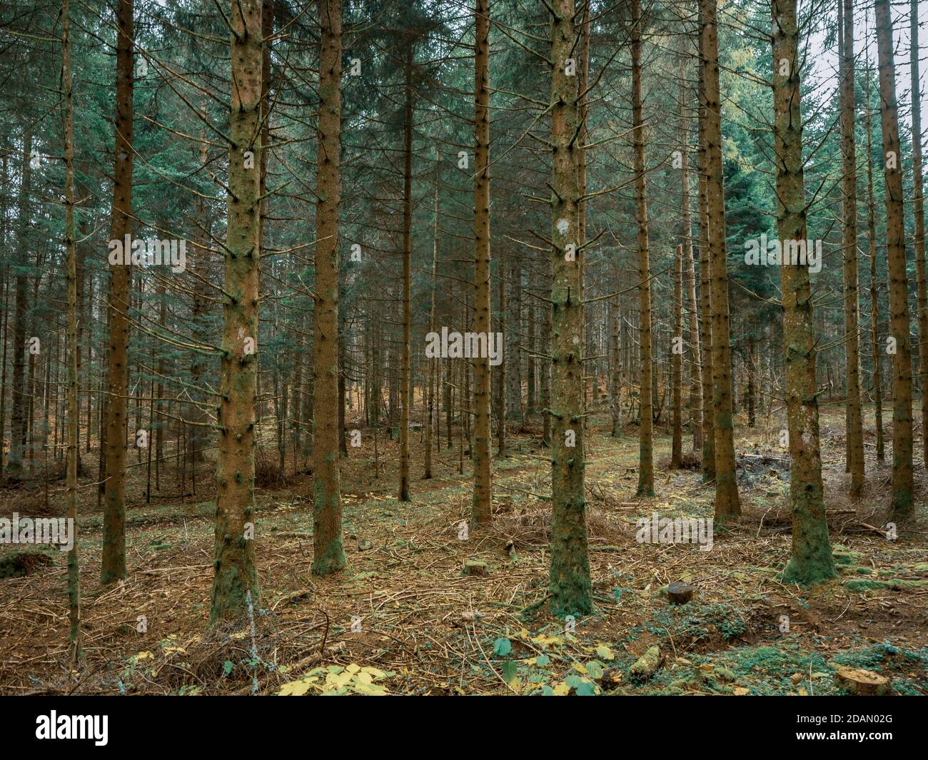 Moos bedeckte Äste, Wurzeln und Bäume in einem Schweizer Alpenwald. Das Moos bedeckt den Boden und den Wald, während Herbstblätter den Waldboden bedecken. Stockfoto