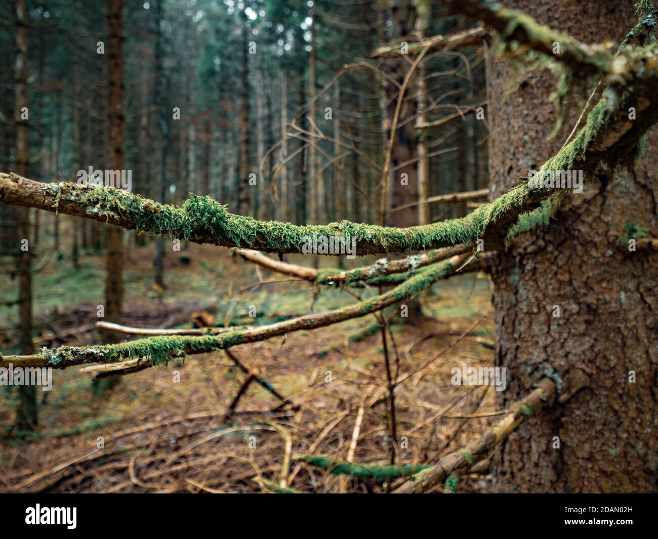 Moos bedeckte Äste, Wurzeln und Bäume in einem Schweizer Alpenwald. Das Moos bedeckt den Boden und den Wald, während Herbstblätter den Waldboden bedecken. Stockfoto