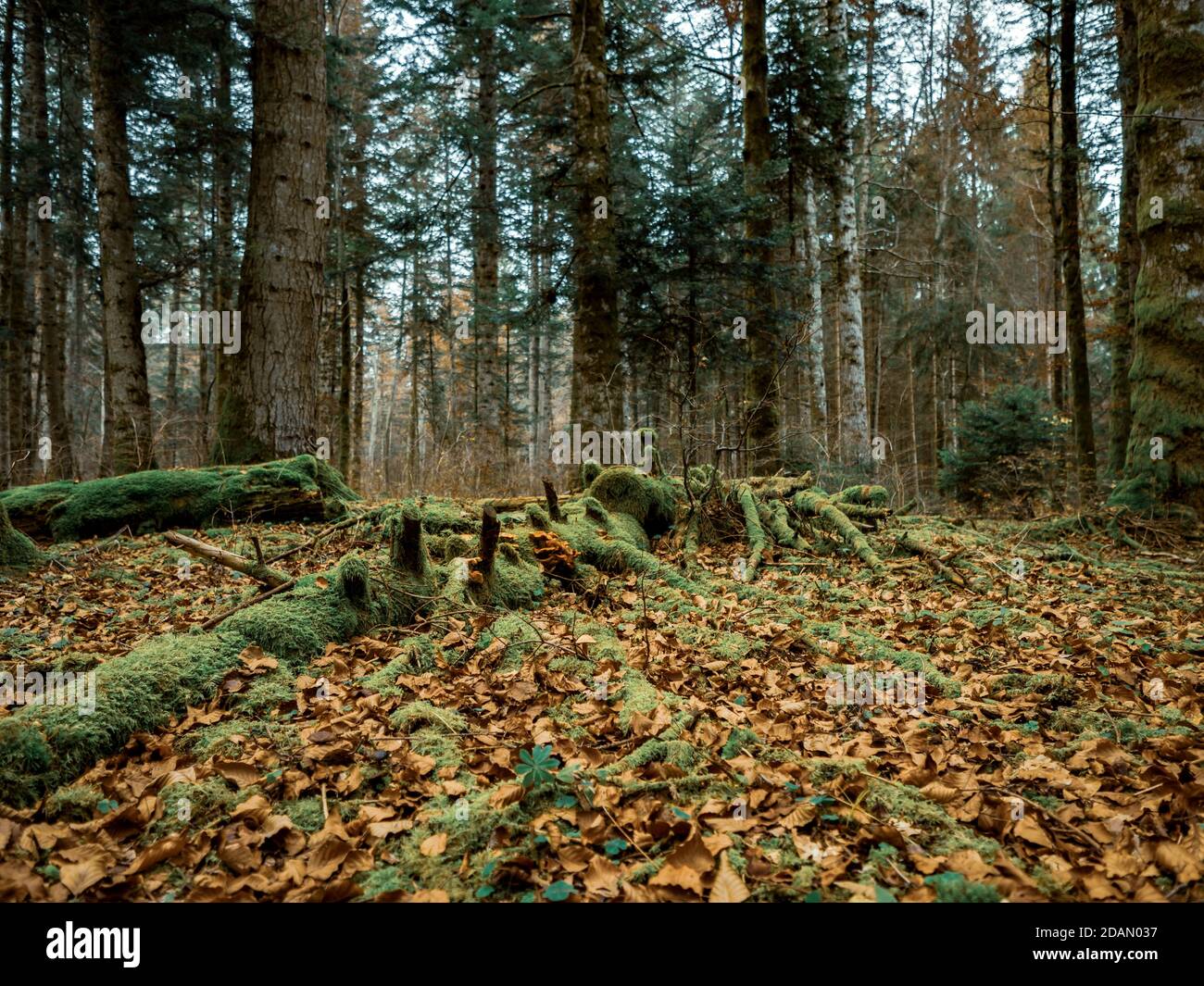 Moos bedeckte Äste, Wurzeln und Bäume in einem Schweizer Alpenwald. Das Moos bedeckt den Boden und den Wald, während Herbstblätter den Waldboden bedecken. Stockfoto
