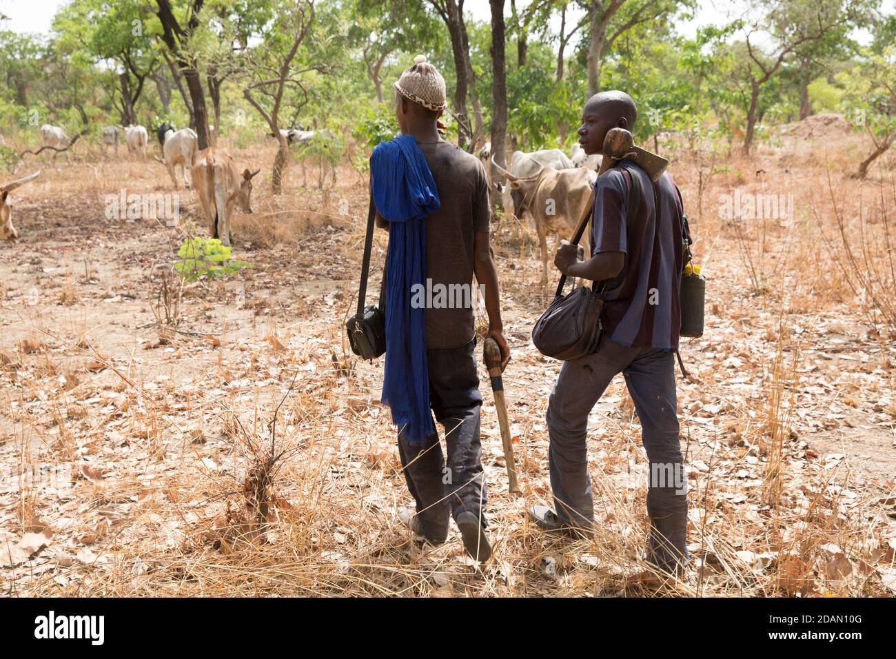 Selingue, Mali, 28. April 2015; Boya Diallo, 18, Fulani-Hirte (mit Hut) mit Abdou Diarra, 17. Beide kamen von Fana nach Faraba, ein Abstand von Stockfoto