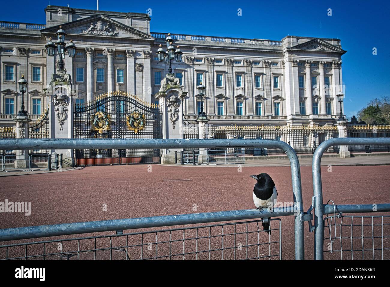 GROSSBRITANNIEN / England / London/eine unwirkliche Stadtsperre in London 24.3.2020/ Buckingham Palace sieht leer aus, nur eine Elster sitzt am Zaun. Stockfoto