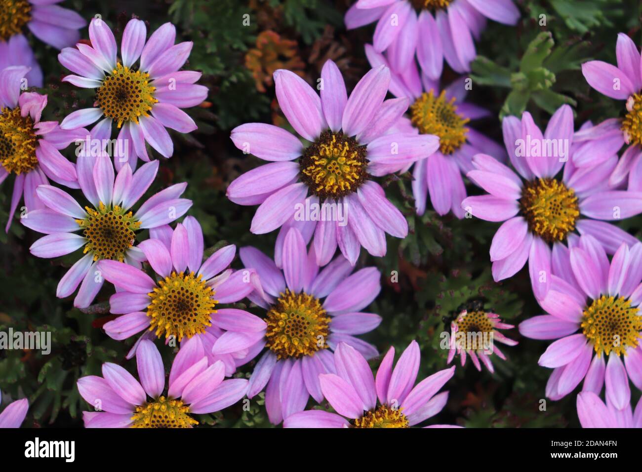 Die ganze Pflanze duftet und gilt als heilig. Es wird für die Herstellung von Dhoop verwendet, der in Häusern und religiösen Orten verwendet wird. Stockfoto