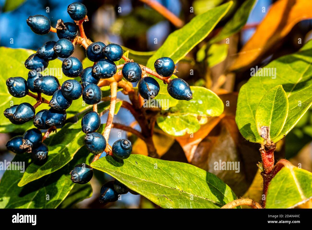 Cornus sanguinea wächst in der Nähe der Weinberge von Valpolicella. Stockfoto