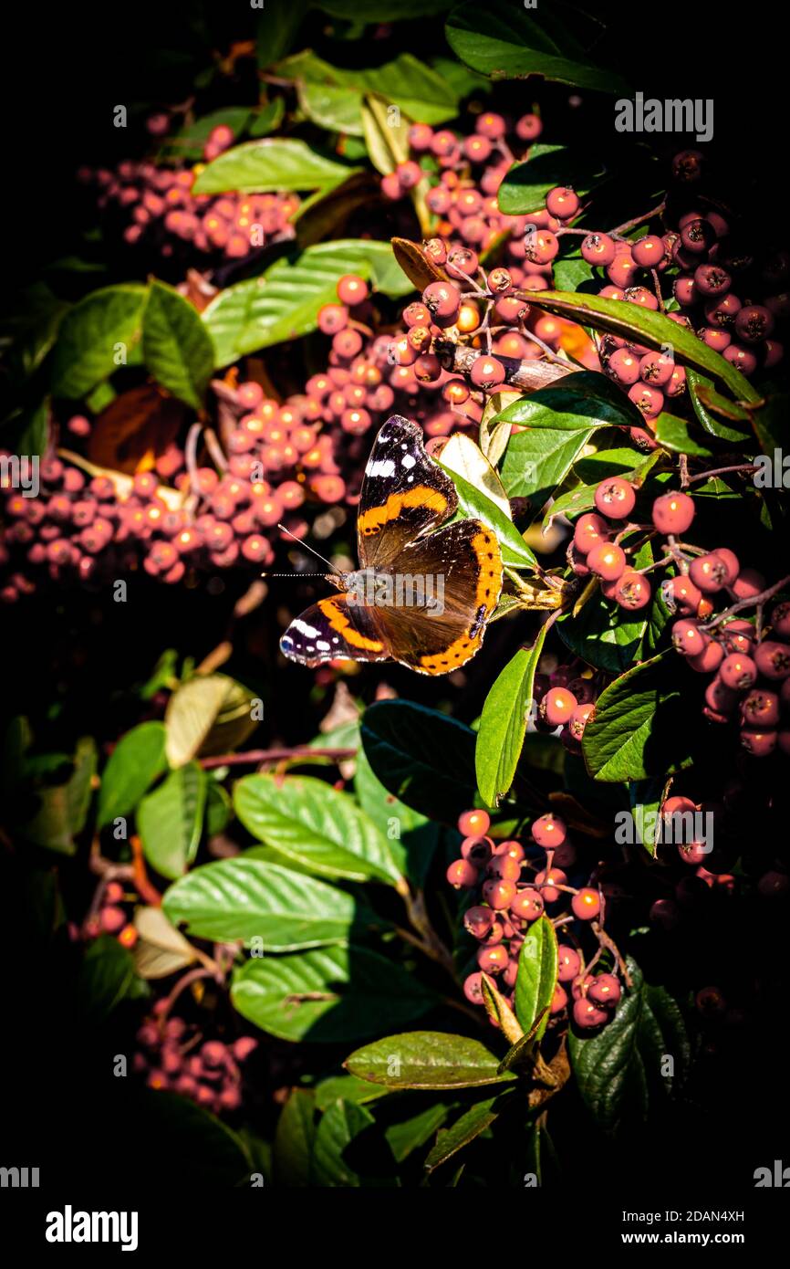 Schmetterling sitzt auf einer Pflanze in der Nähe der Weinberge von Valpolicella. Stockfoto