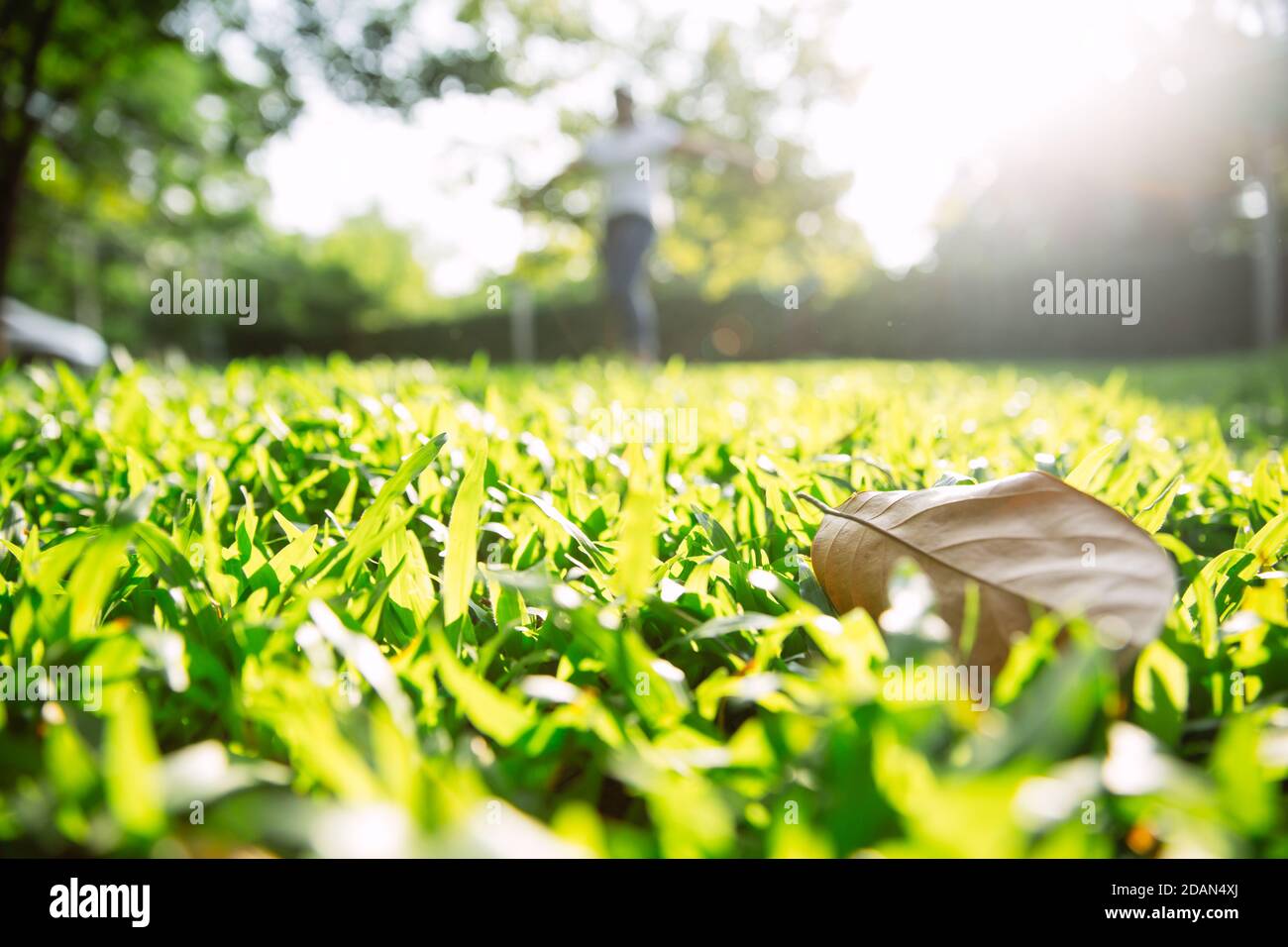 Low-Winkel Schuss Nahaufnahme von grünen Rasen Hinterhof mit Morgensonne frisch und hell. Stockfoto