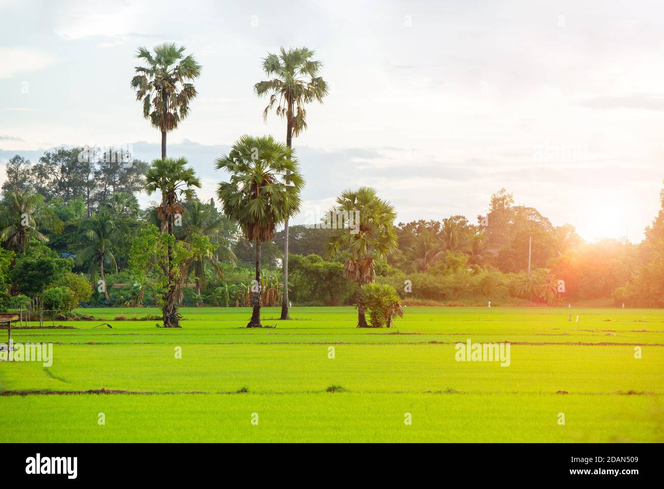 Reisfeld, schöne grüne frische breite und natürliche Landwirtschaft Landschaft Szene in asien Thailand. Stockfoto