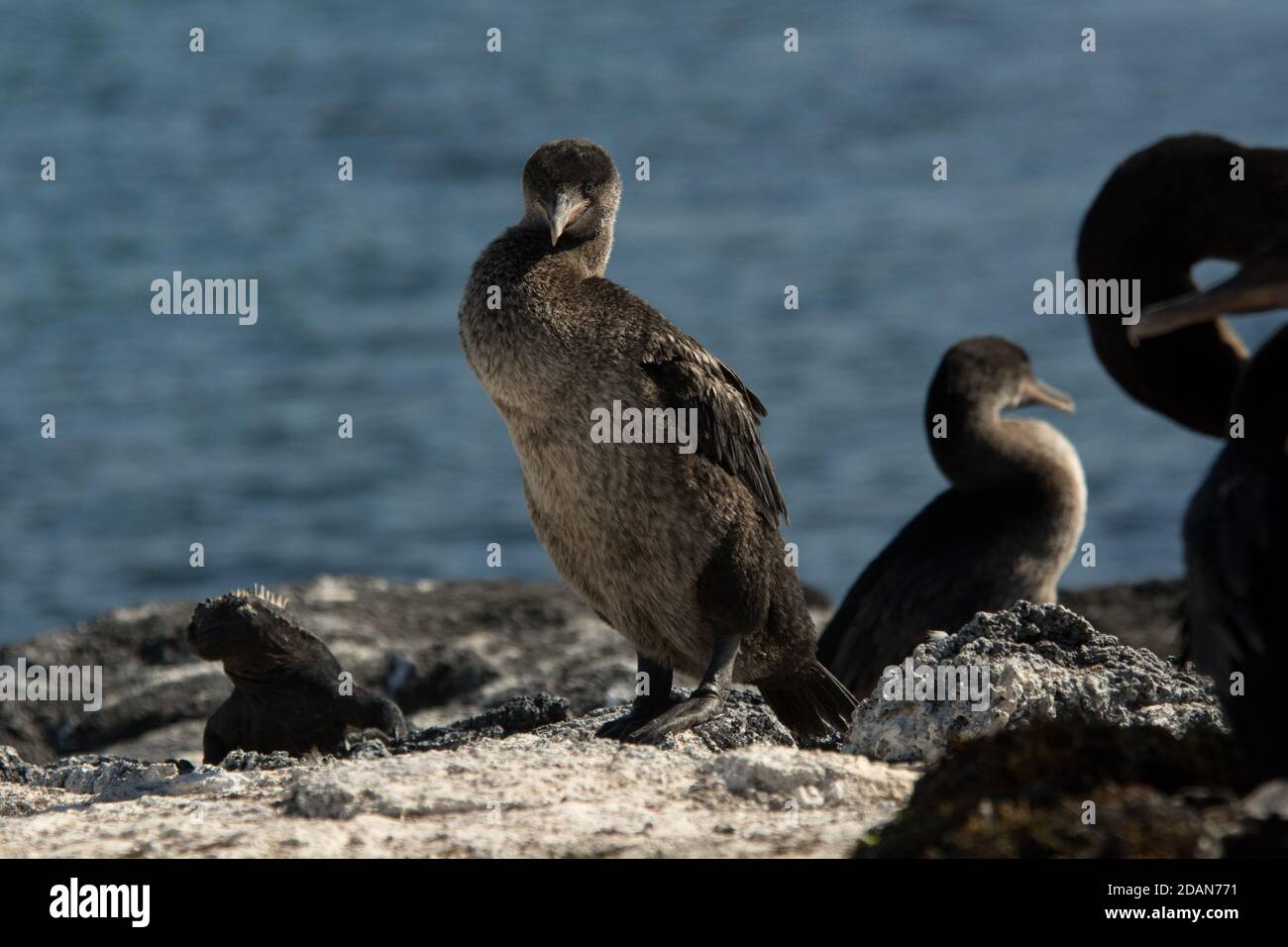Flightless Kormoran sitzt auf Lavagestein von Punta Espinoza der Fernandina Insel im Galapagos Archipel. Stockfoto