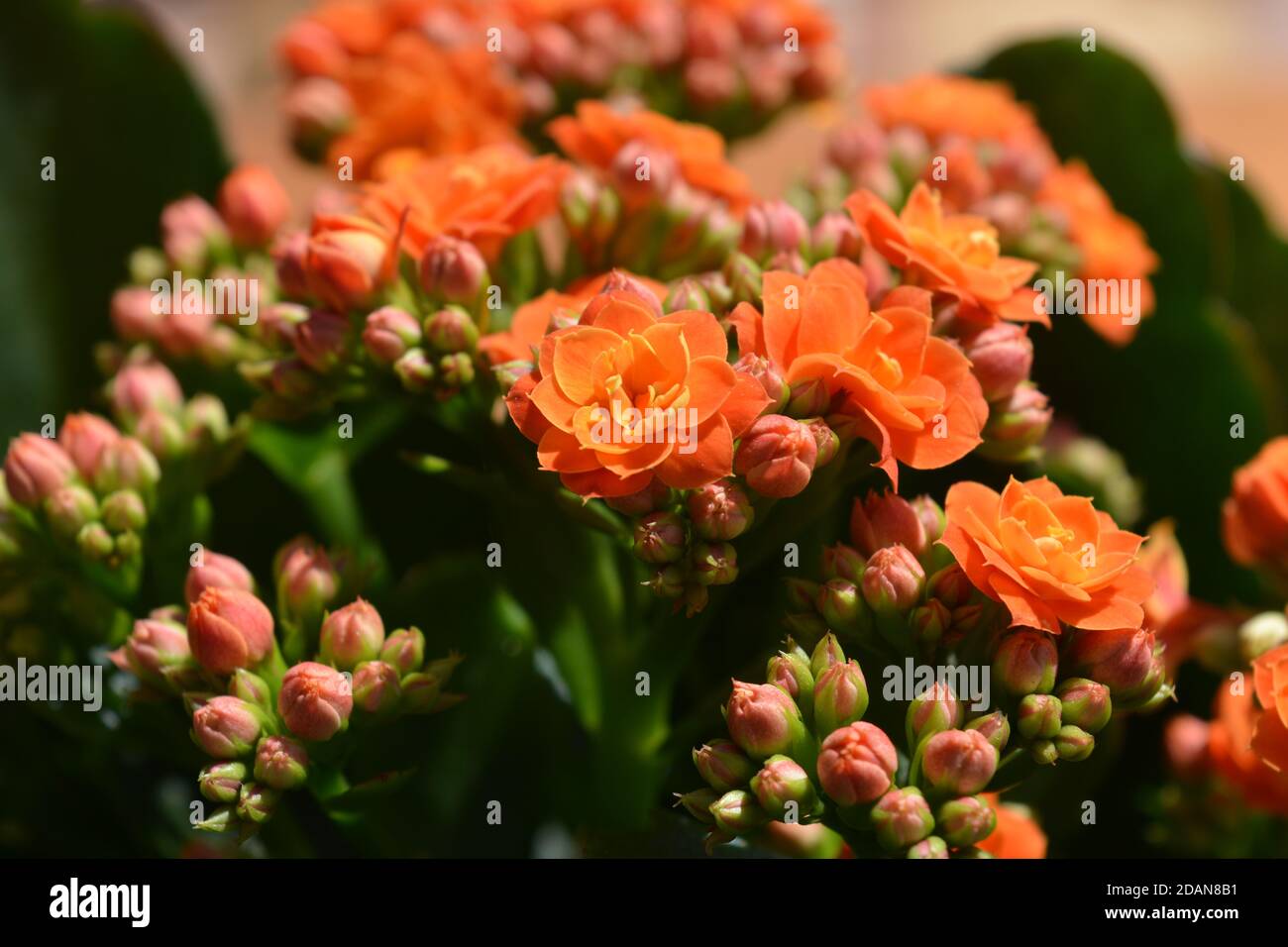 Kalanchoe mit leuchtend orangen Blüten. Eine Sukkulente, ideal als  Zimmerpflanze oder im Freien im Garten Stockfotografie - Alamy